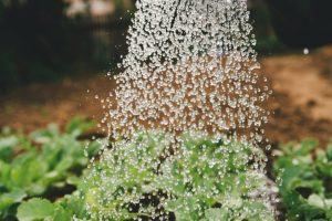 ARROSER markus-spiske-sFydXGrt5OA-unsplash ARROSER markus-spiske-sFydXGrt5OA-unsplash