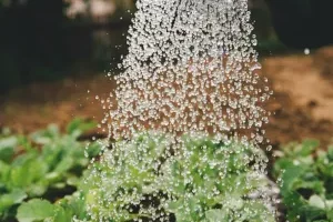 arroser-petit Espace citoyen climat une association pour vous informer des actions locales en matière de climat et de biodiversité